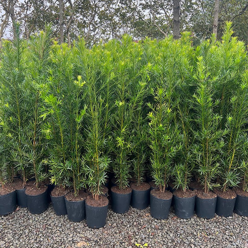 ideias de cercas vivas com podocarpo