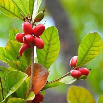 Guia Completo: Como Escolher a Muda Frutífera Ideal para Seu Espaço