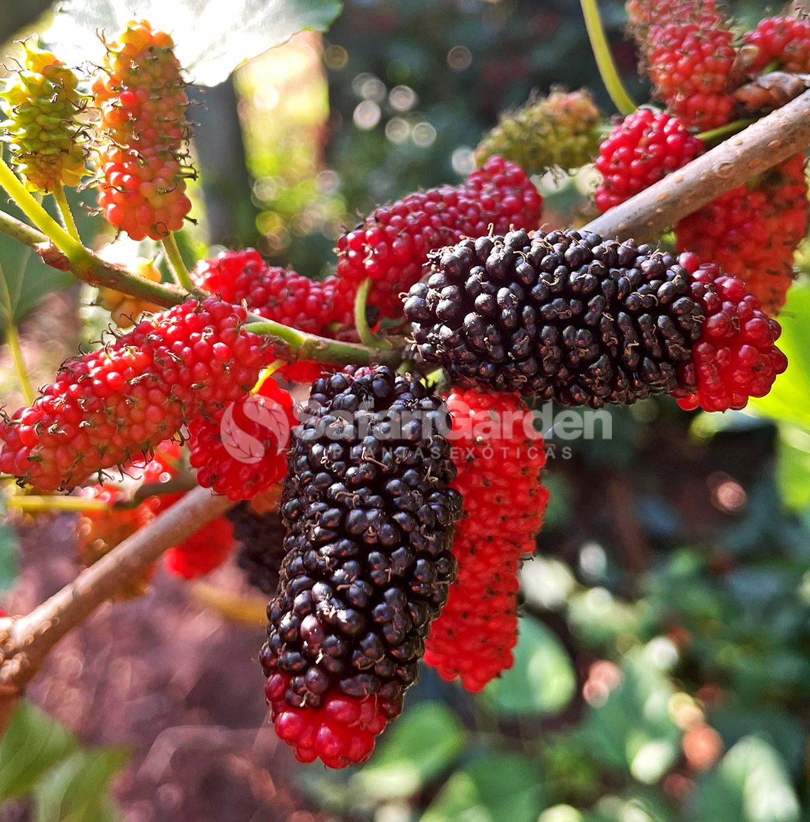 Plantio e Cuidados: O Segredo para Ter um Pomar Produtivo em Vasos
