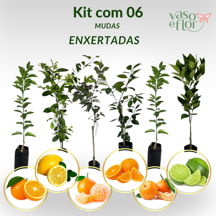 Mudas Cítricas Enxertadas: Vantagens e Onde Encontrar as Melhores