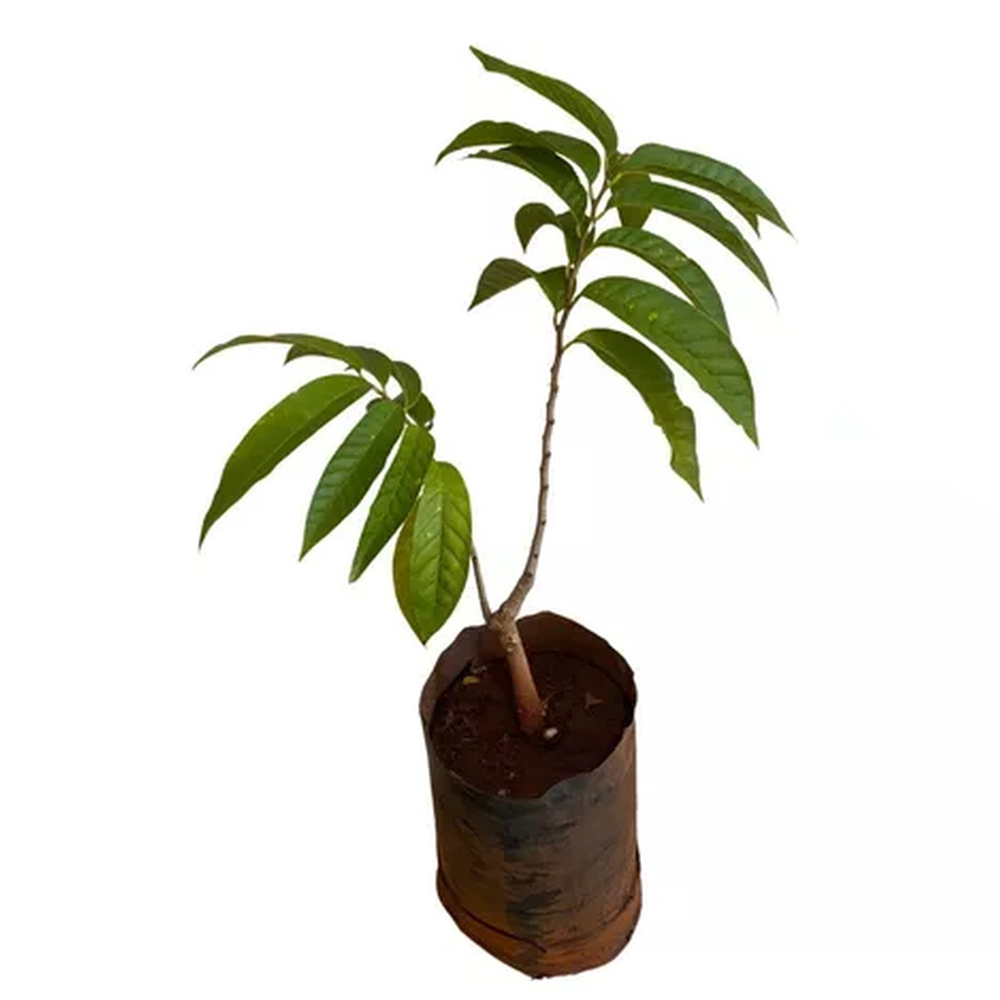 Guia Completo: Como Escolher a Muda Frutífera Ideal para Seu Espaço