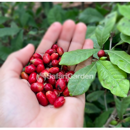 Plantio e Cuidados: O Segredo para Ter um Pomar Produtivo em Vasos