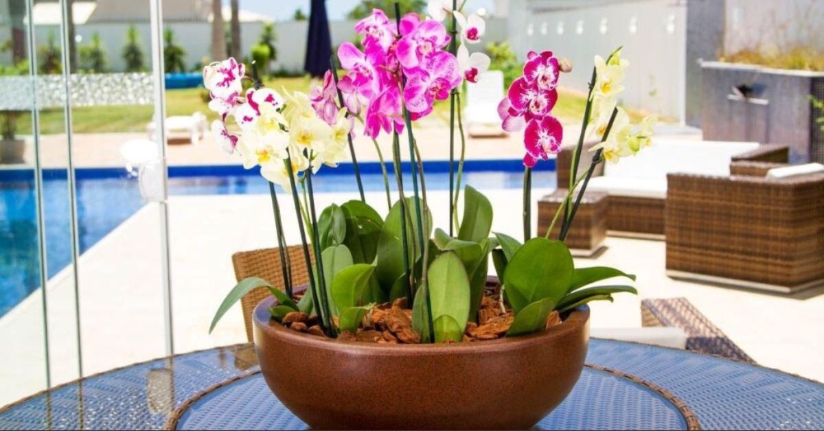 o que as orquídeas nos ensinam