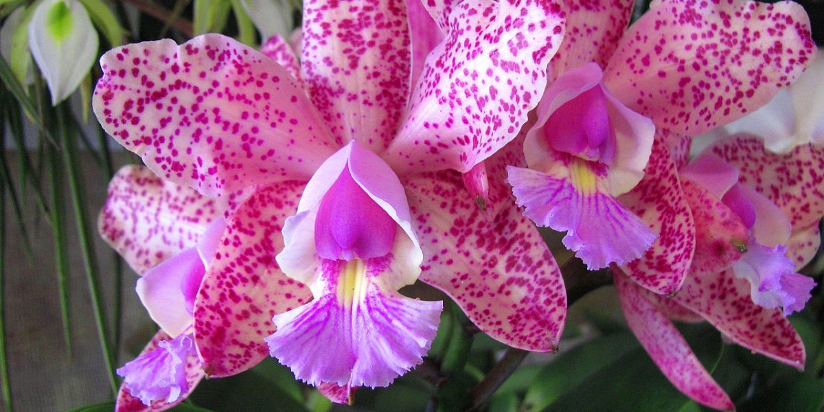significado orquídea rosa para presente