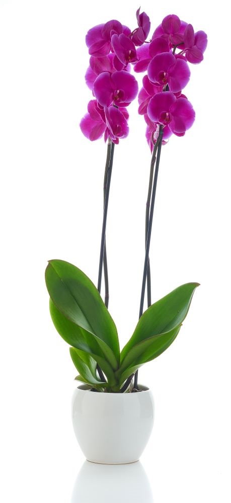 erros comuns ao cuidar de orquídeas rosas