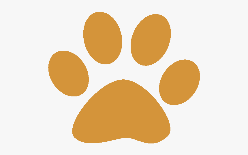 Anatomia das patas do cachorro: tudo o que você precisa saber