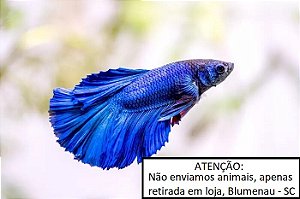 Betta Azul Royal