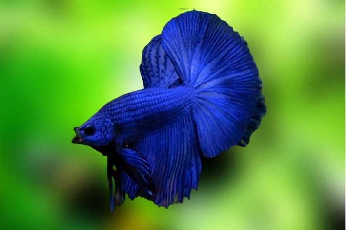 Betta Azul Aço