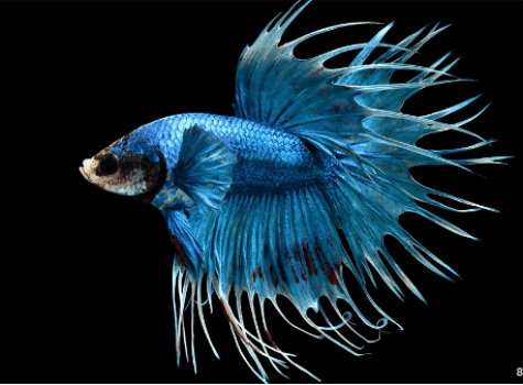 Betta Azul Royal