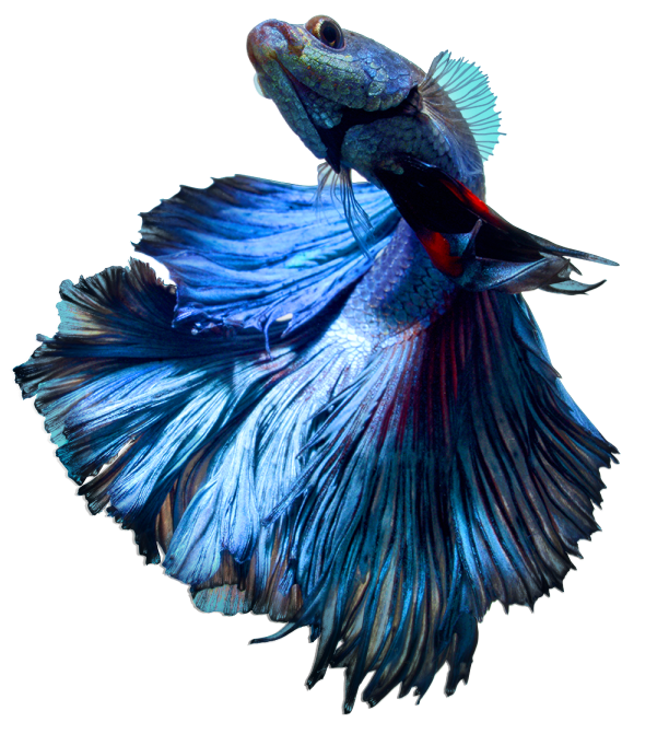 Betta Blue Ocean