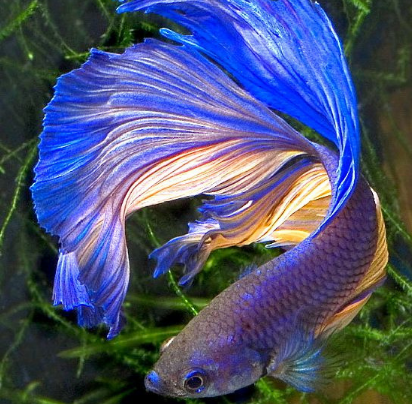 Betta Azul Aço