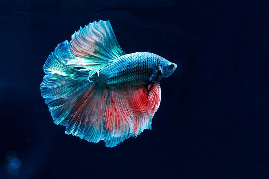 Betta Azul Turquesa