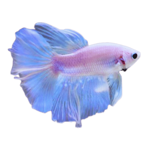 Betta Blue Ocean