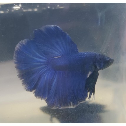 Betta Azul Royal