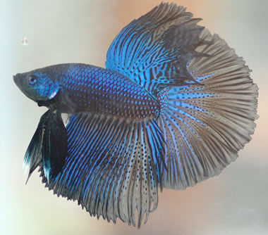 Betta Azul Aço