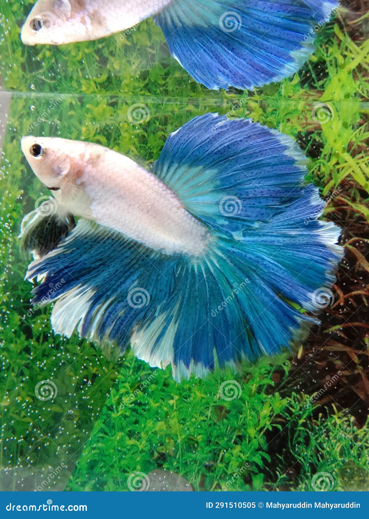 Betta Azul Turquesa