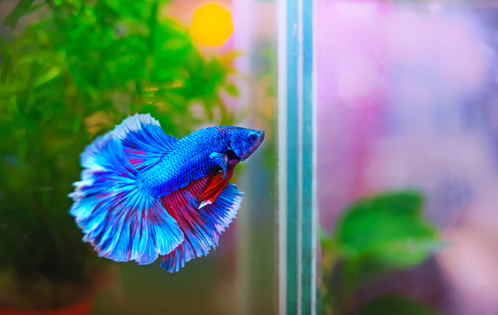 Betta Azul Royal