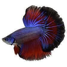 Betta Azul Aço