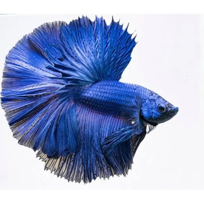 Betta Azul Turquesa