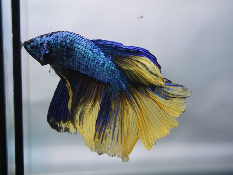 Betta Blue Dragon