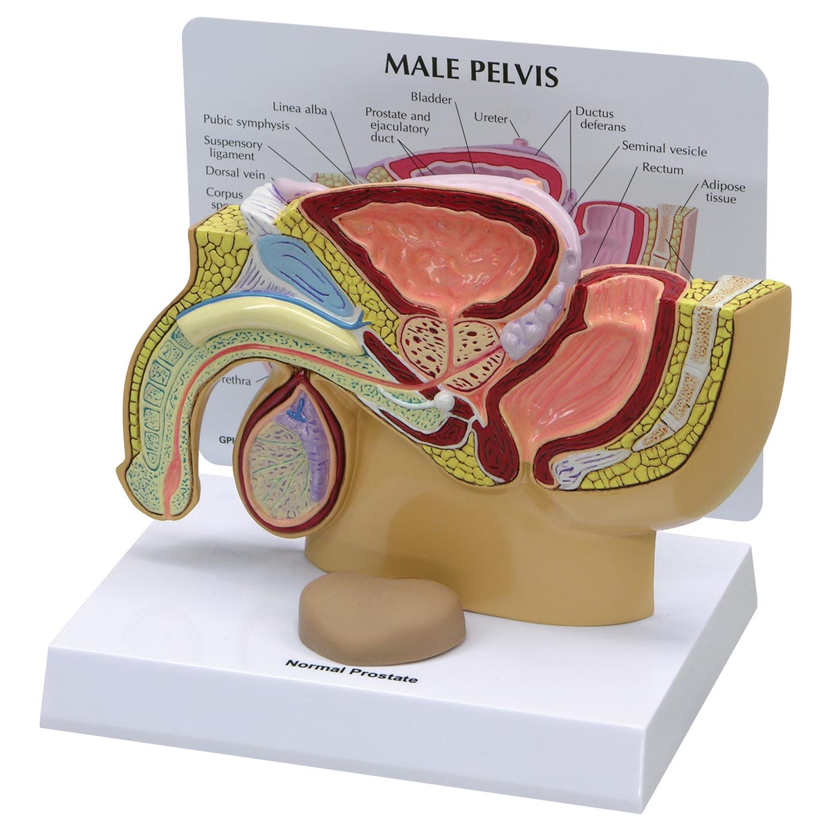 anatomia da pelve masculina