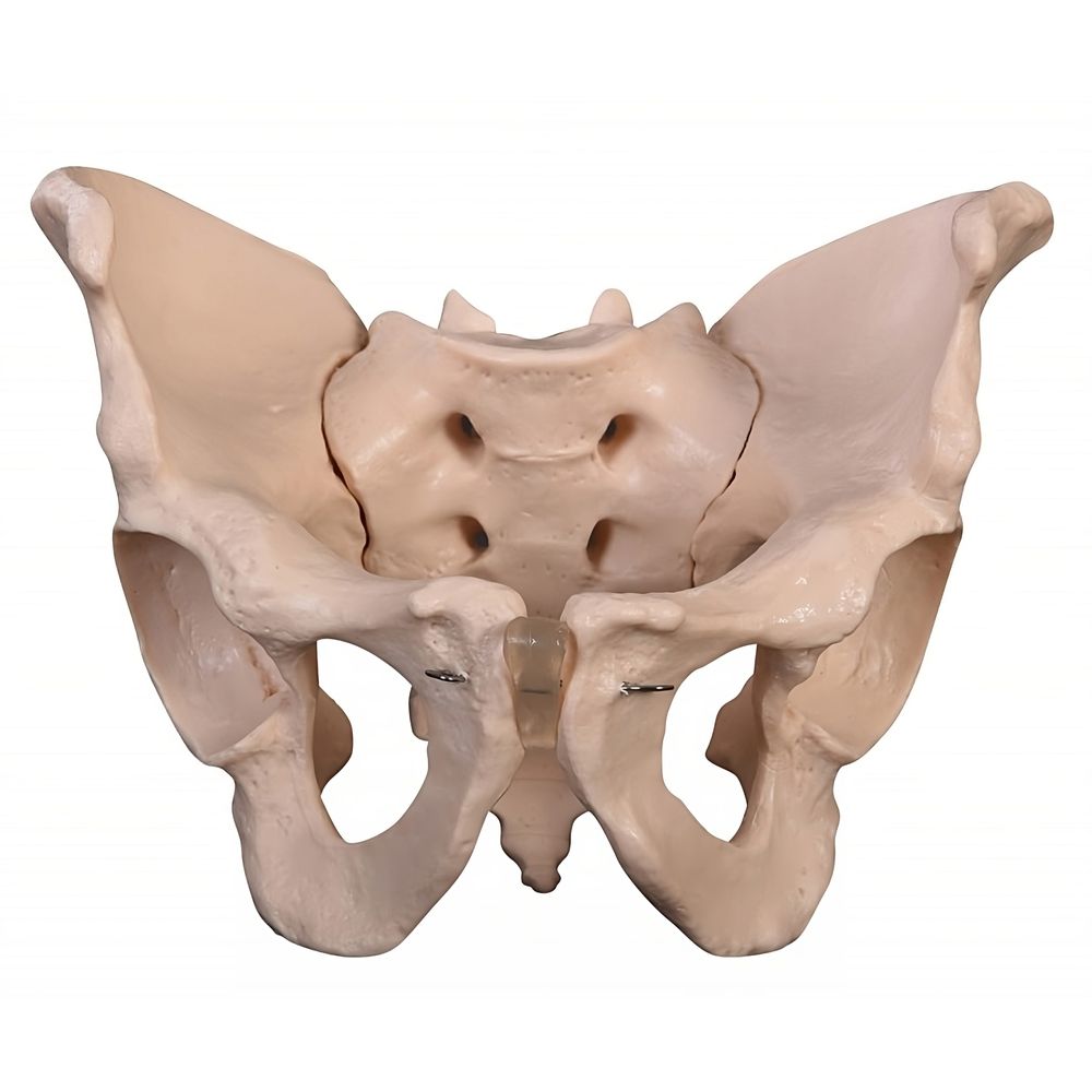 formato da pelve masculina