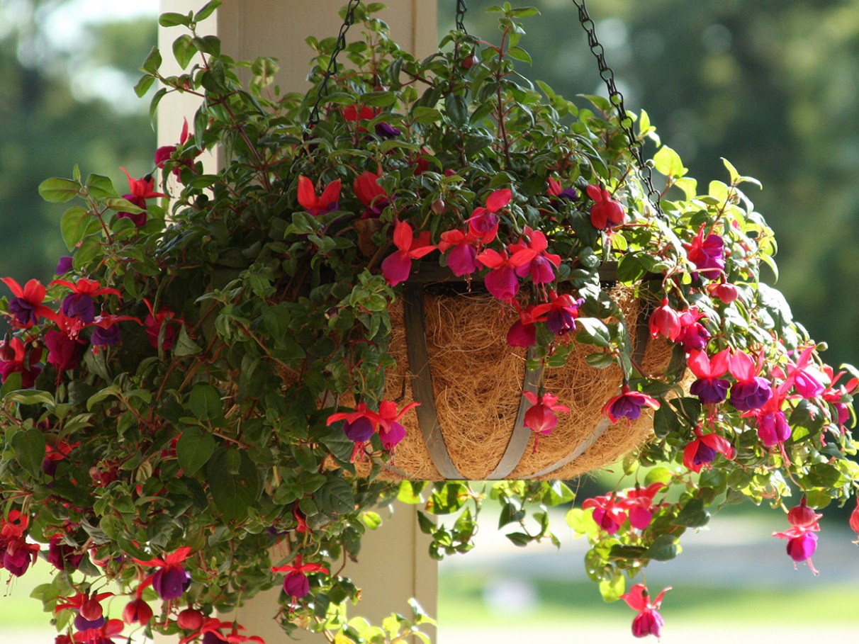 plantas pendentes para banheiro com pouca luz
