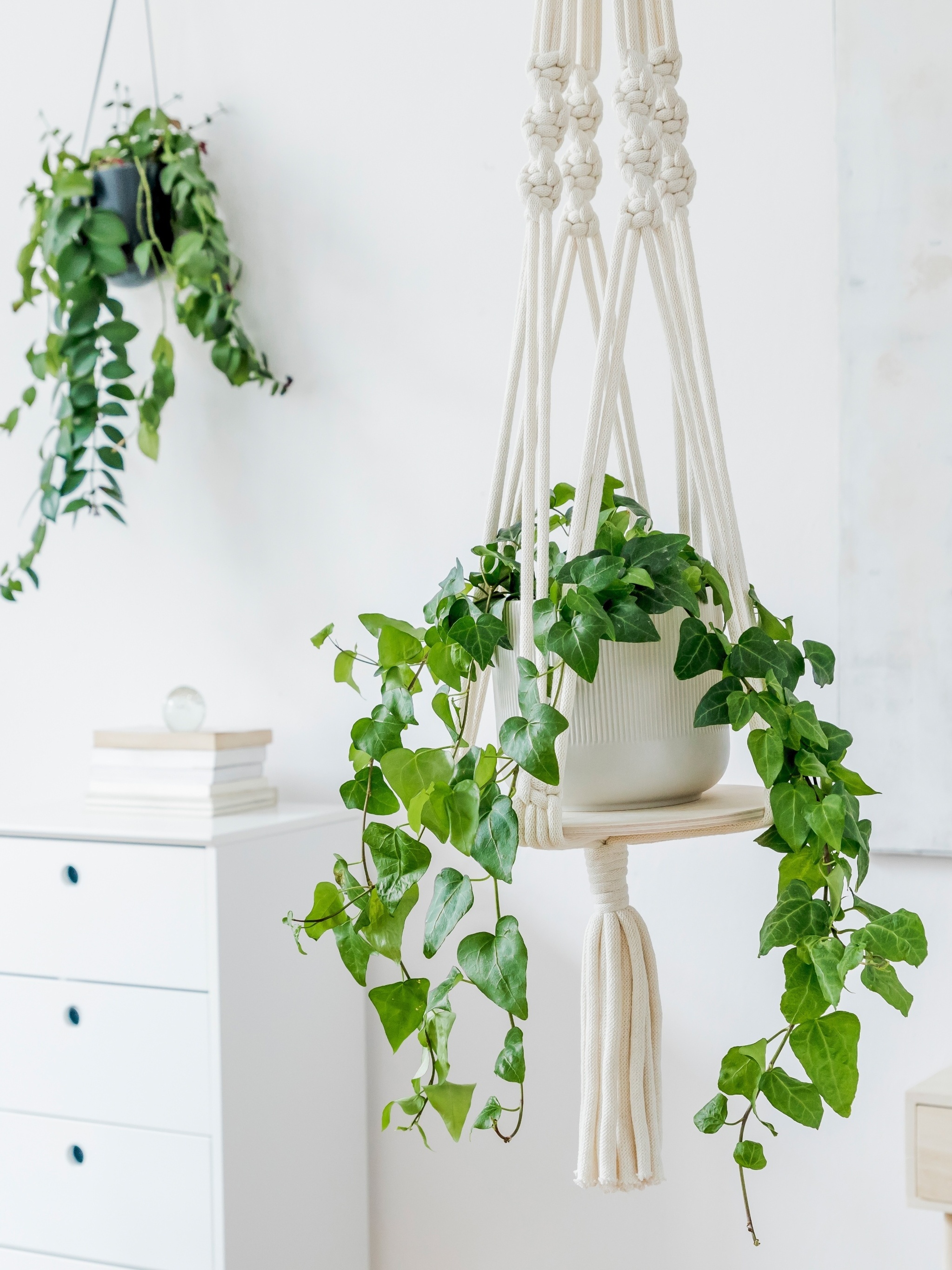 erros comuns ao escolher plantas de parede