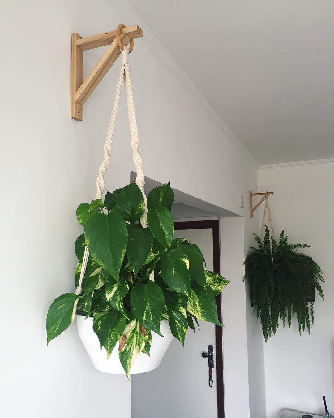 plantas pendentes para banheiro com pouca luz