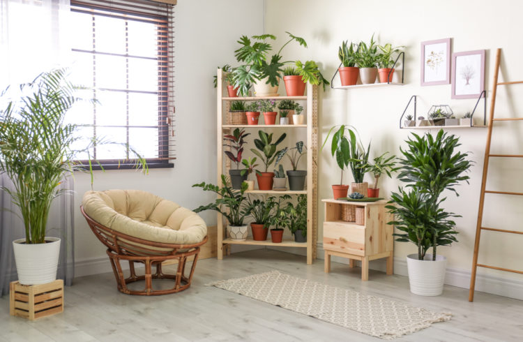 planta para pendurar na parede