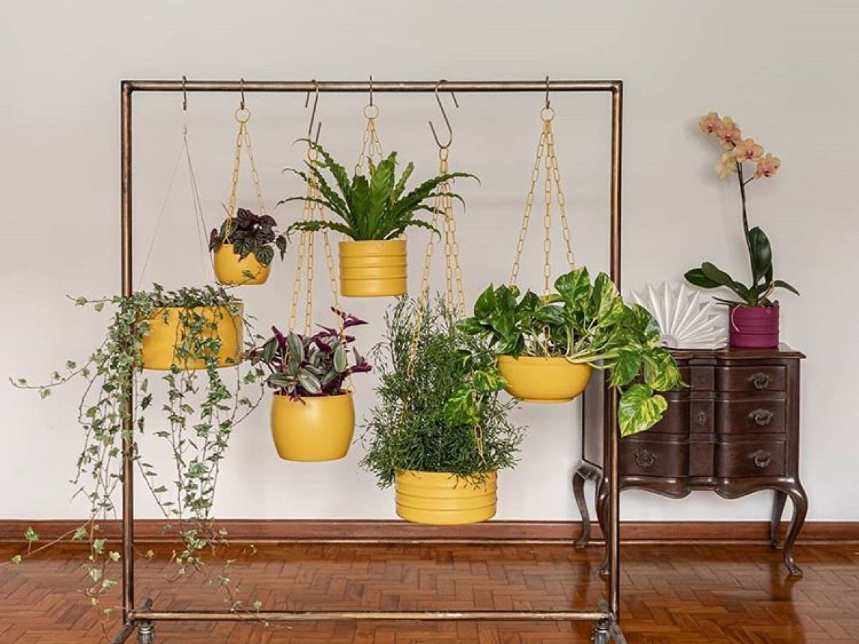 jiboia vs peperômia para pendurar