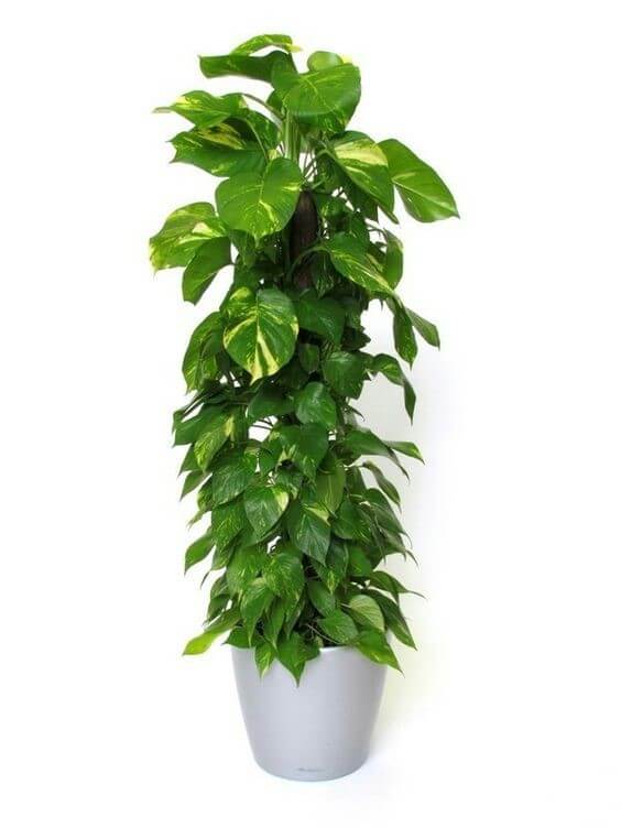 planta que cai do vaso