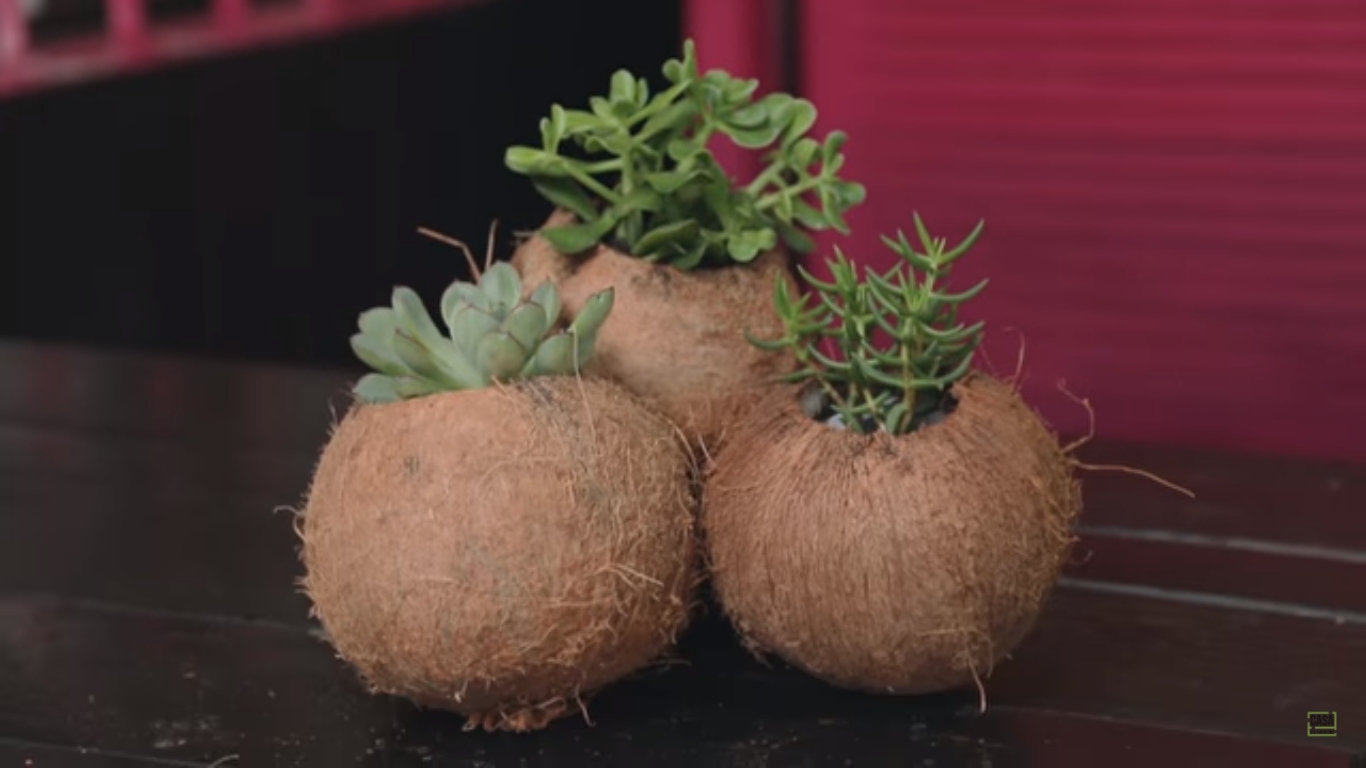 planta que cai do vaso