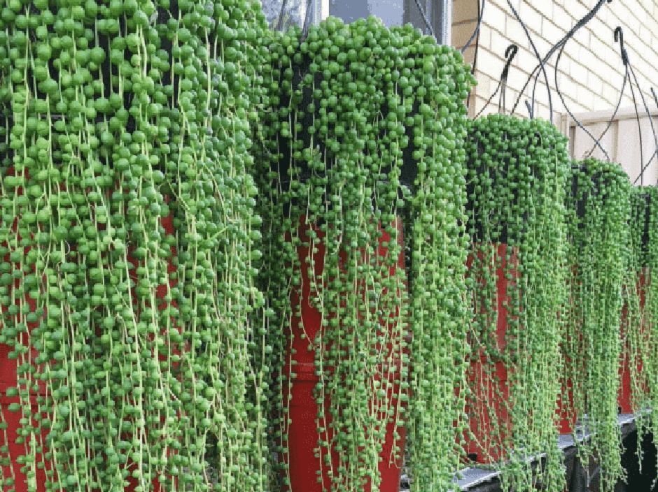 5 Ideias de Plantas Pendentes para Transformar sua Decoração
Como Cuidar de Plantas Pendentes em Casa: Guia Completo
As Melhores Plantas Pendentes para Ambientes com Pouca Luz
Suculentas Pendentes: Beleza e Facilidade para seu Jardim Vertical
Plantas Pendentes com Flores: Toque de Cor e Charme em Cascata