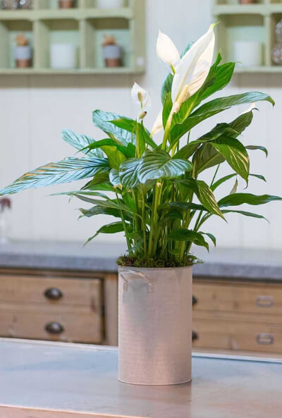 planta que cai do vaso