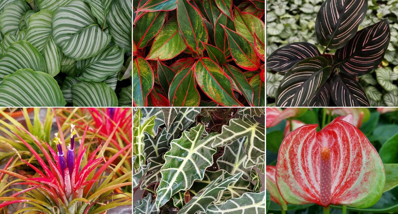 5 Ideias de Plantas Pendentes para Transformar sua Decoração
Como Cuidar de Plantas Pendentes em Casa: Guia Completo
As Melhores Plantas Pendentes para Ambientes com Pouca Luz
Suculentas Pendentes: Beleza e Facilidade para seu Jardim Vertical
Plantas Pendentes com Flores: Toque de Cor e Charme em Cascata