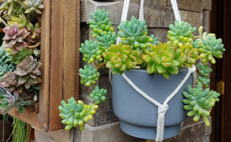 planta que cai do vaso