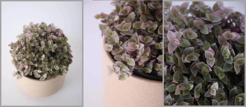 planta tostão como cuidar