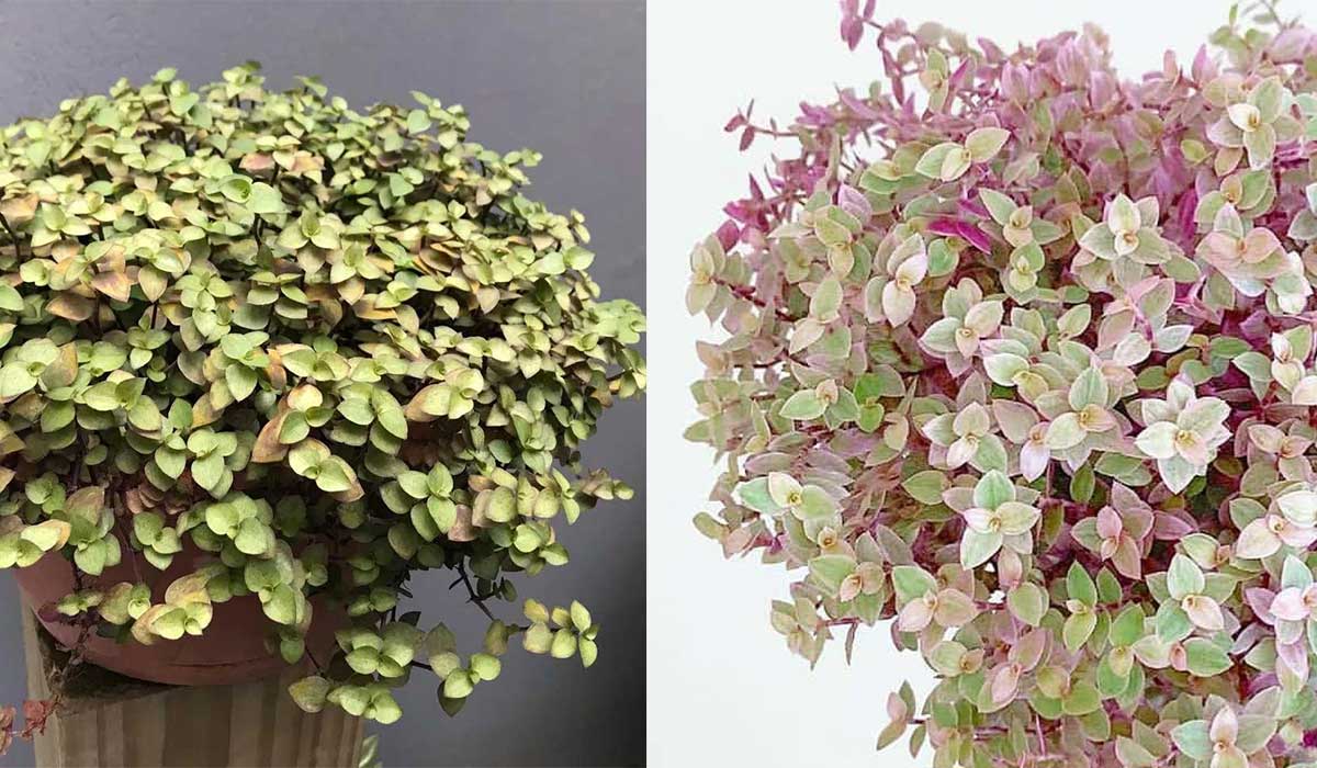 planta tostão como cuidar