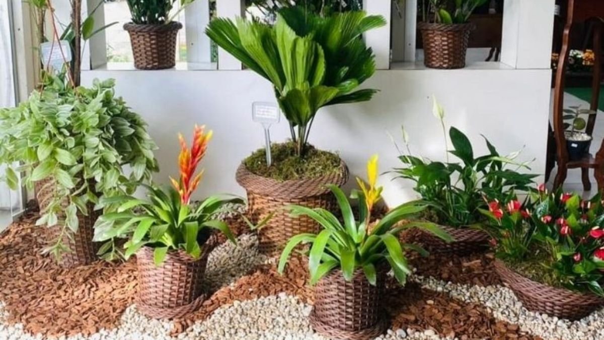 plantas ideais para jardim de inverno com pouca luz