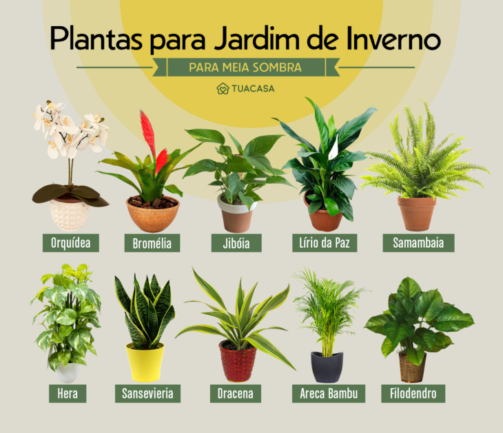 como evitar que plantas de jardim de inverno morram por pouca luz