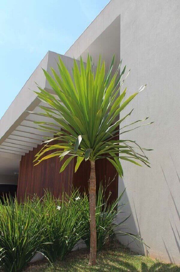 melhores plantas ornamentais para jardim pequeno e florido