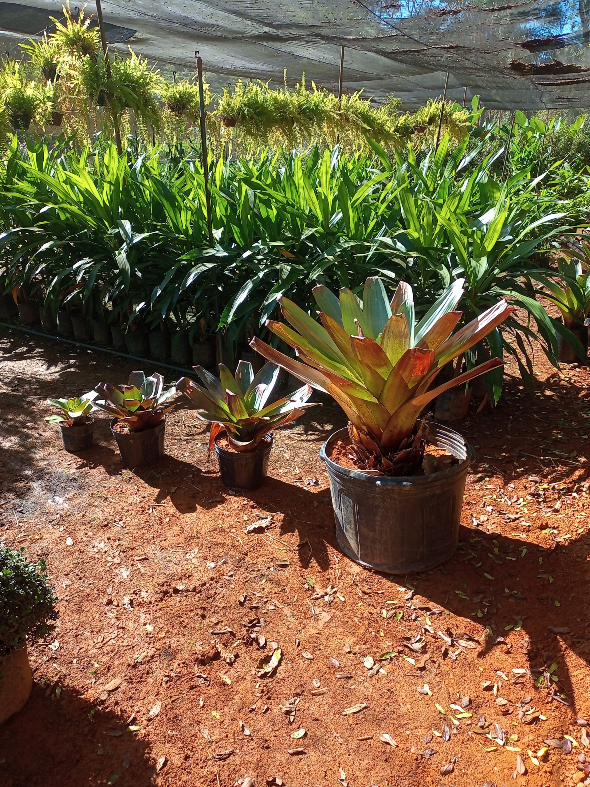 plantas ornamentais para jardim