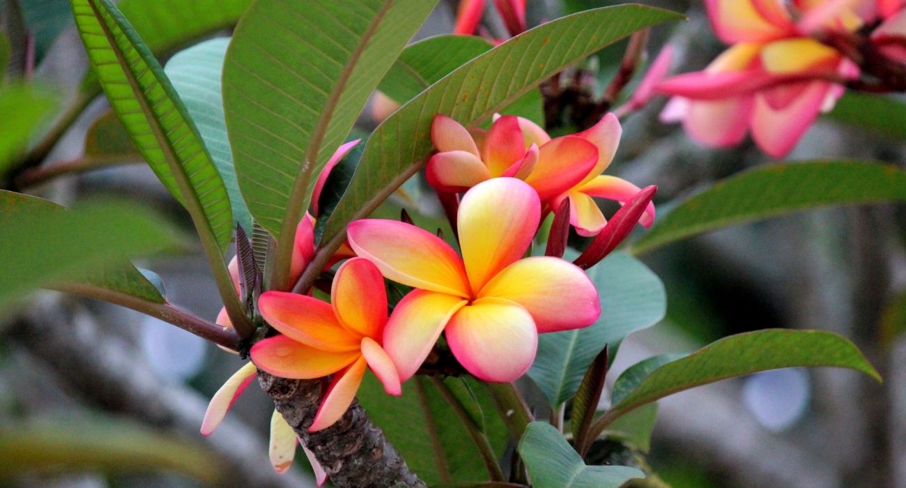 erros comuns ao escolher plantas para jardim com pouca luz