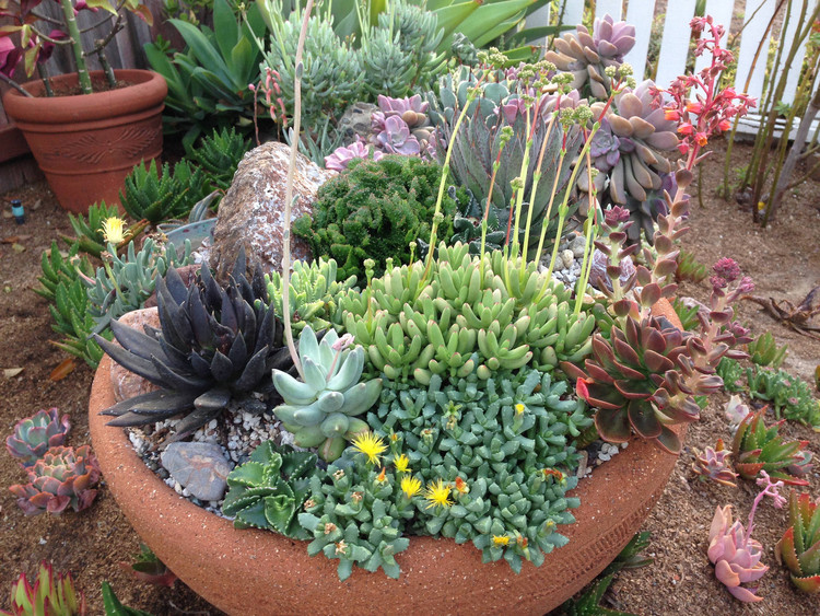 plantas ornamentais baratas e fáceis de cuidar para jardim