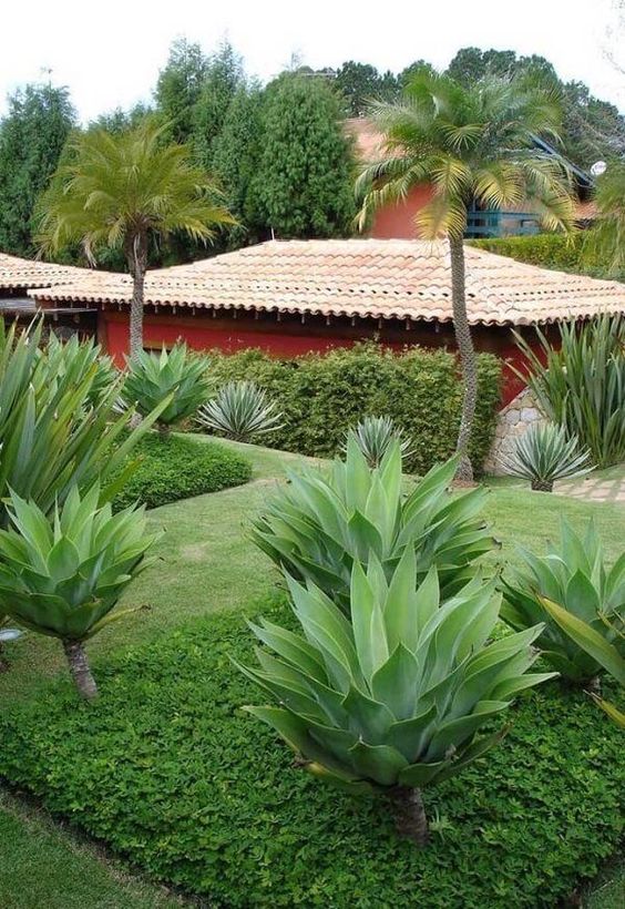 plantas ornamentais baratas e fáceis de cuidar para jardim
