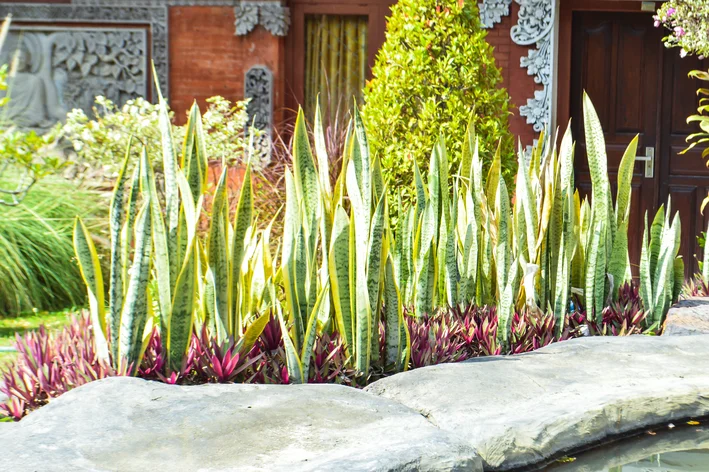 melhores plantas para solo compactado e seco