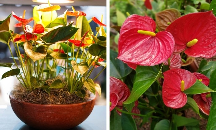 plantas que não precisam de sol