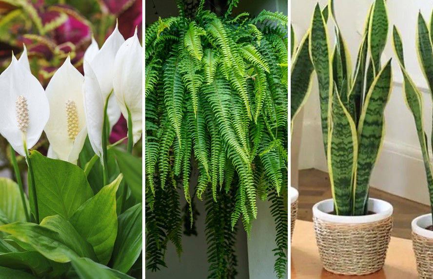 plantas de sombra para apartamento pequeno