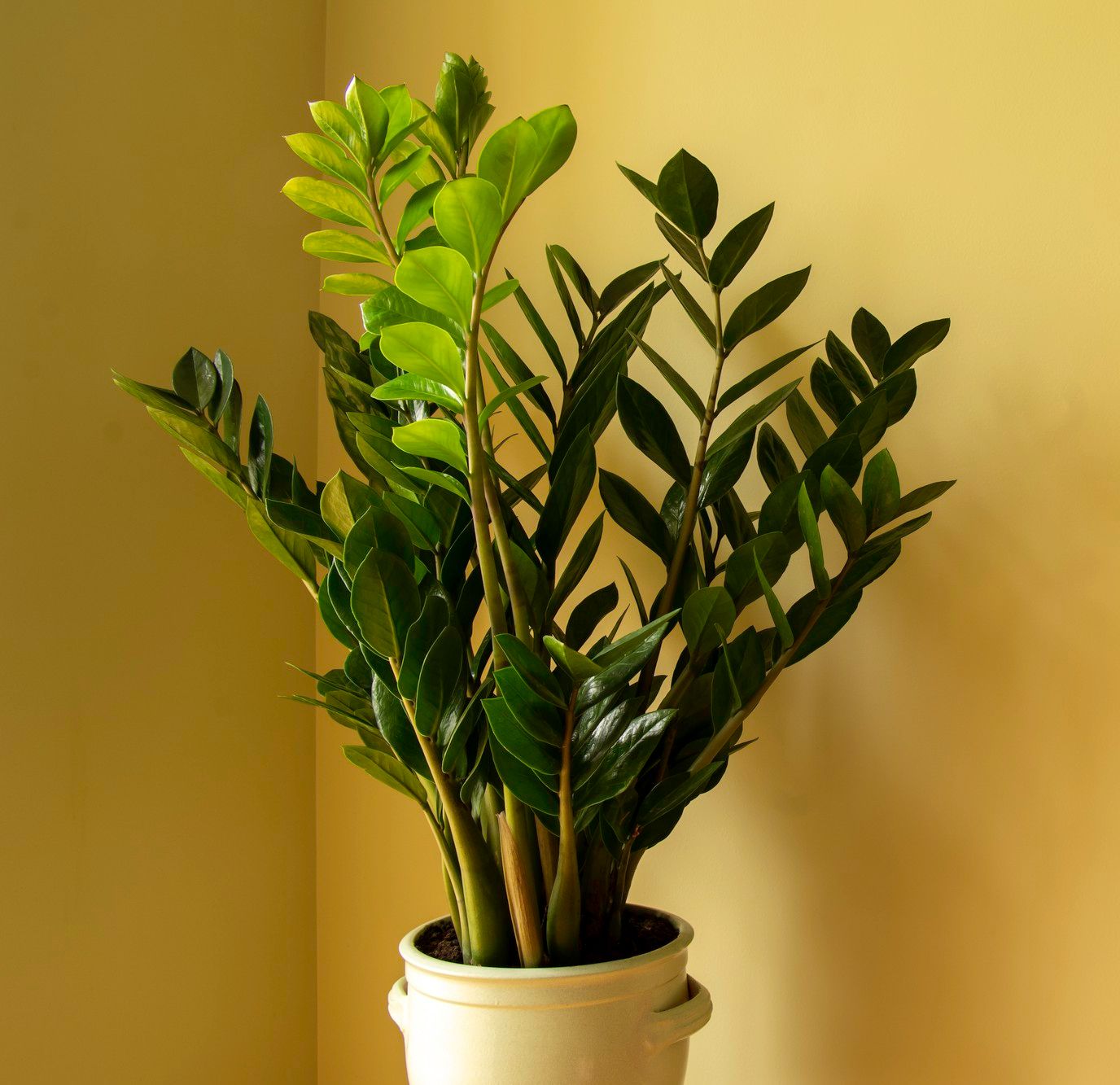 erros comuns ao cuidar de plantas na sombra